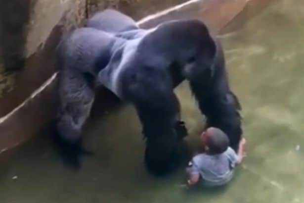 10 Zoo Animals That Should Have Been Shot Instead Of Cincinnati Gorilla