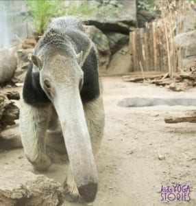 anteater-zoo-animal