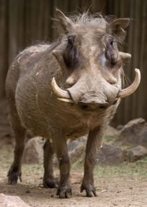 denver_zoo_common_warthog_320