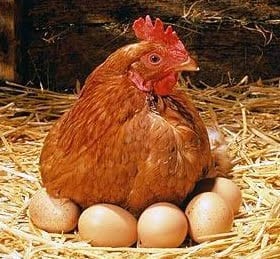 Hen-with-eggs