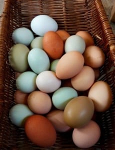 colored-eggs-from-different-chicken-breeds-559x728