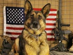 Military Dog Dies While Awaiting Treatment From V.A.