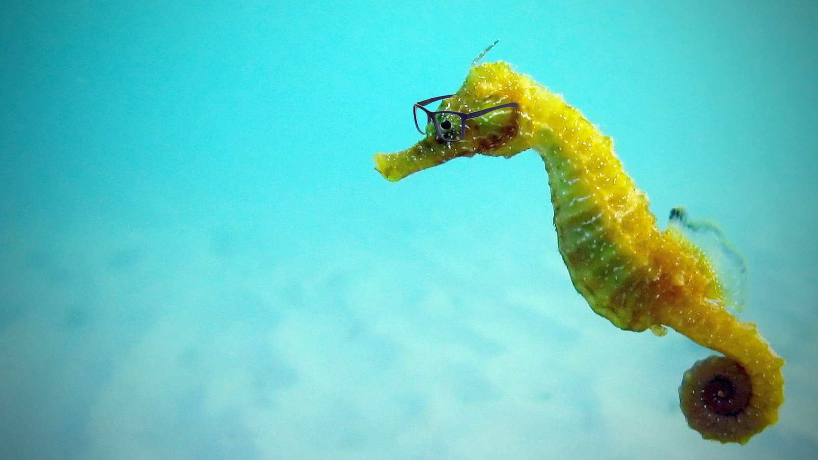 Are Male Seahorses The Cucks Of The Ocean? Yes!