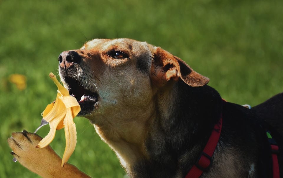 World’s Smartest Dog Uses Utensils To Eat Garbage
