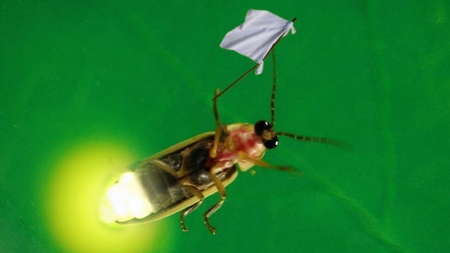 Lightning Bug Crushed While Flashing ‘I Come In Peace!’ – WordBrothel