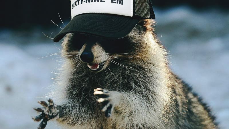 Cute Talking Raccoon Only Talks About Libertarian Party