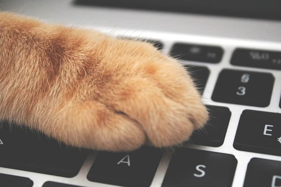 Cat Walks Across Keyboard, Discovers Cold Fusion