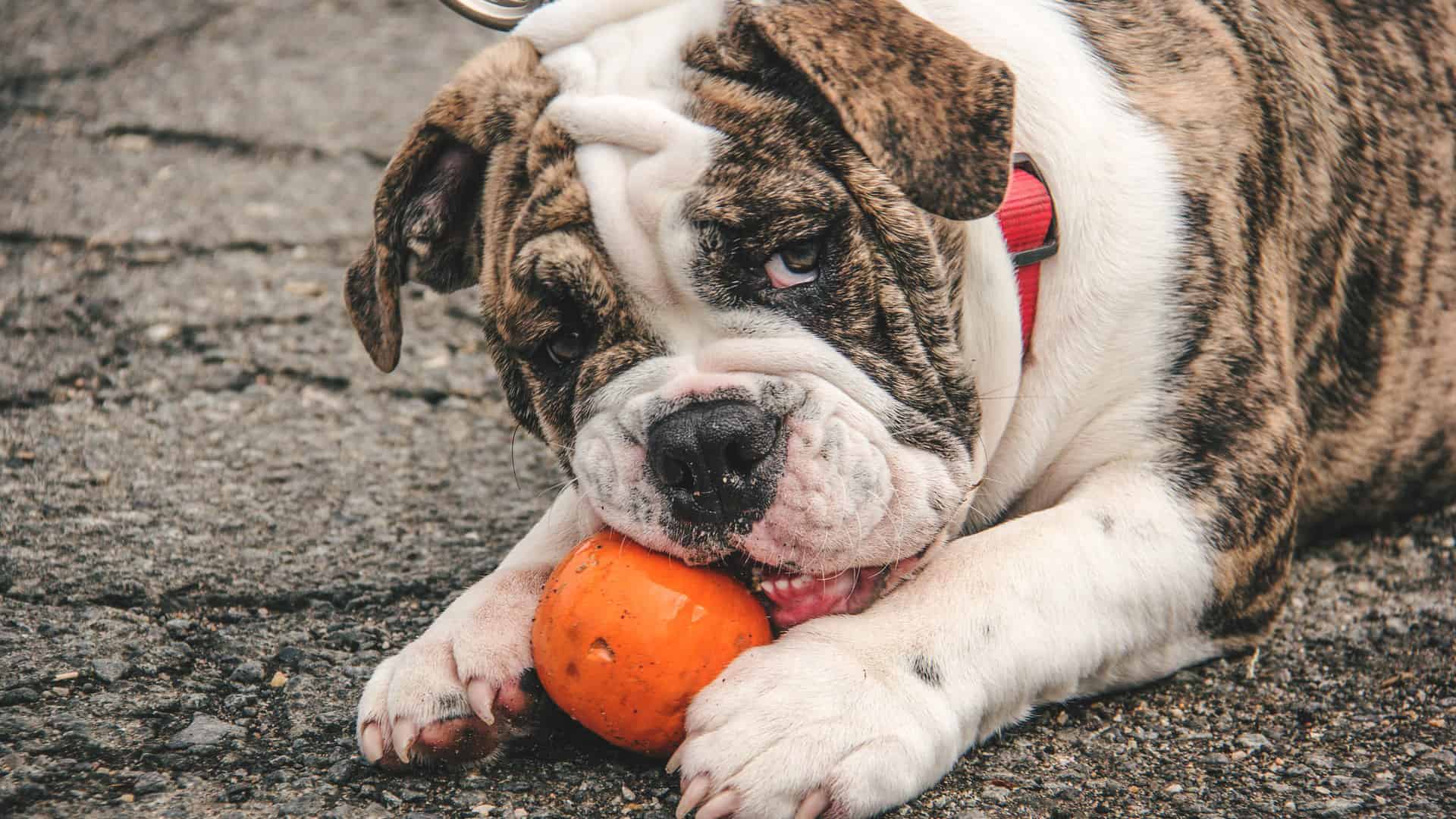 Report: Shelter Must Have Been Out Of All Other Dogs