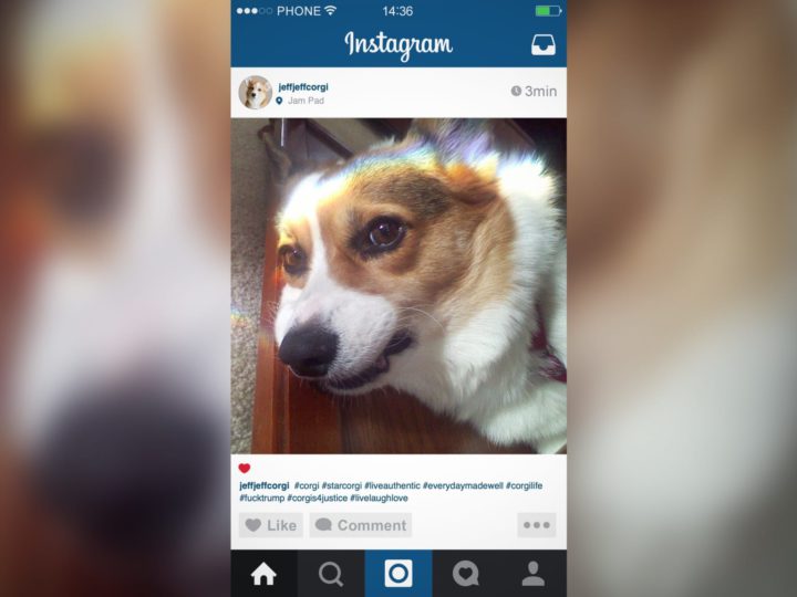 Corgi Instagram Influencer Not Even Grateful For Owner Buying Followers