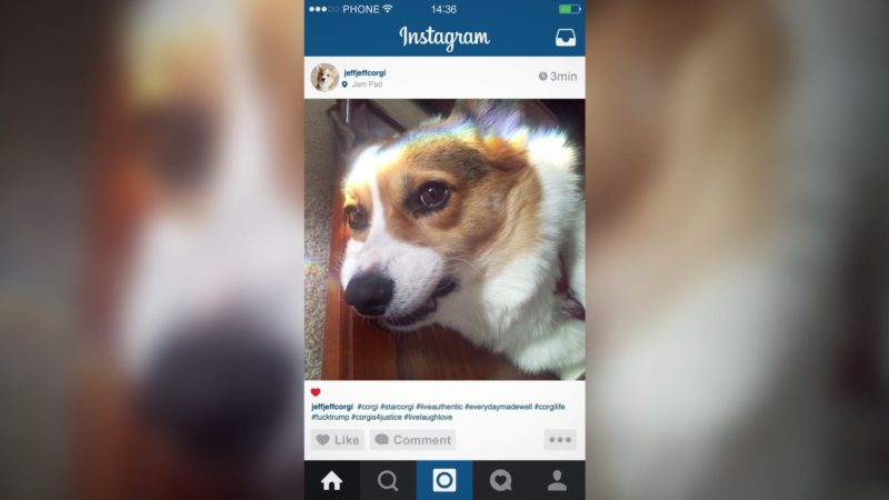 Corgi Instagram Influencer Not Even Grateful For Owner Buying Followers