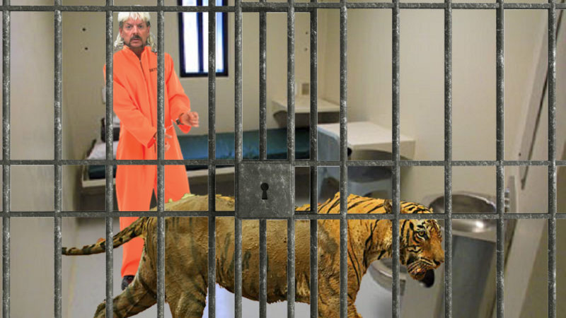 Feces Covered Tiger Smuggled Into Prison, Confiscated From Joe Exotic’s Cell