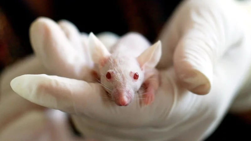 Scientists Discover Yet Another Medication That Cures Cancer In Mice But Not Humans 