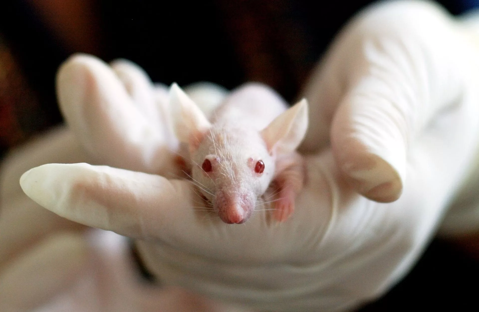 Scientists Discover Yet Another Medication That Cures Cancer In Mice But Not Humans 