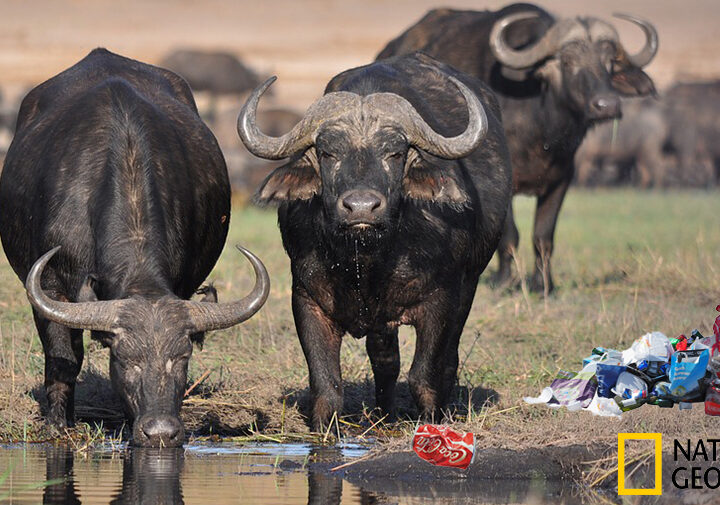 National Geographic Photographer Forced To Let Nature Run Its Course As Buffalo Chokes On Coke Can