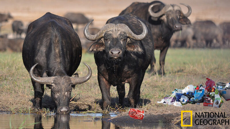 National Geographic Photographer Forced To Let Nature Run Its Course As Buffalo Chokes On Coke Can