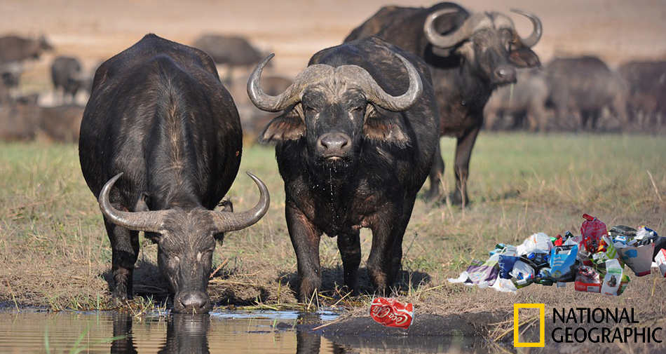 National Geographic Photographer Forced To Let Nature Run Its Course As Buffalo Chokes On Coke Can