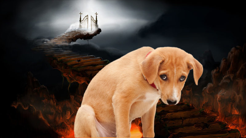 6 Dogs That Did Not Go to Heaven and are Burning in Hell