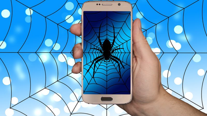 Spider Sells Eggs On Dark Web Web