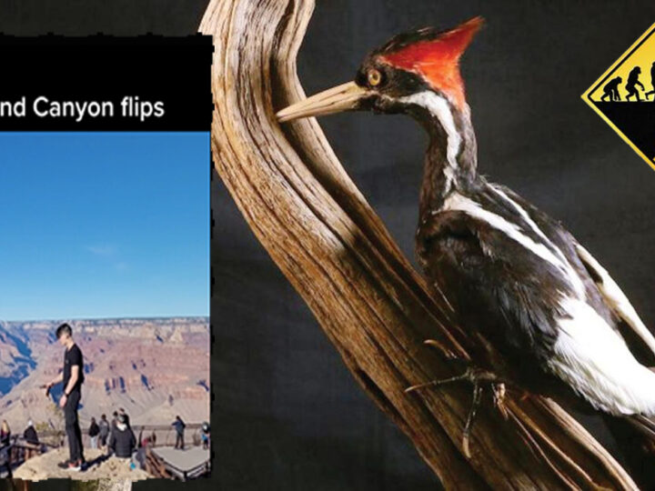 Ivory-Billed Woodpecker Wins Darwin Award, Barely Beating Guy Who Died Making TikTok At Grand Canyon