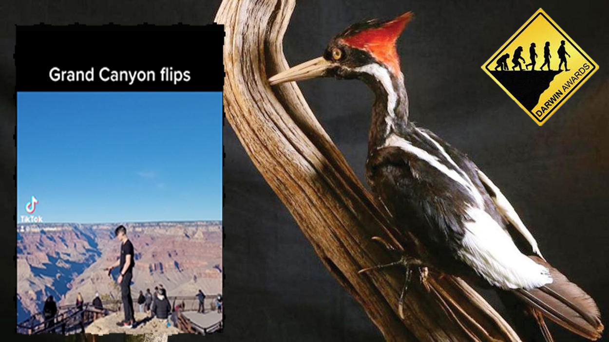 Ivory-Billed Woodpecker Wins Darwin Award, Barely Beating Guy Who Died Making TikTok At Grand Canyon